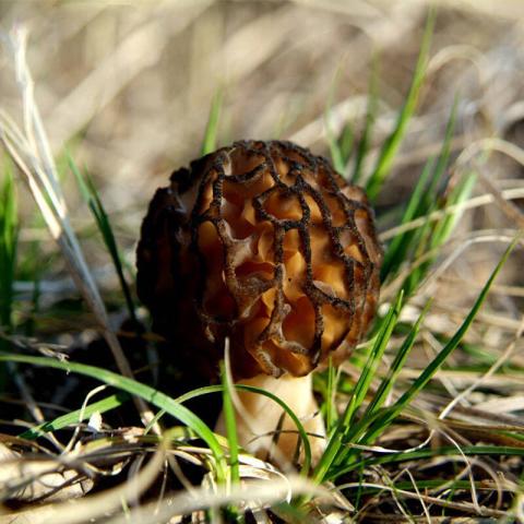 村里一種野生菌，現在逐步減少，一斤600多元價值很珍貴