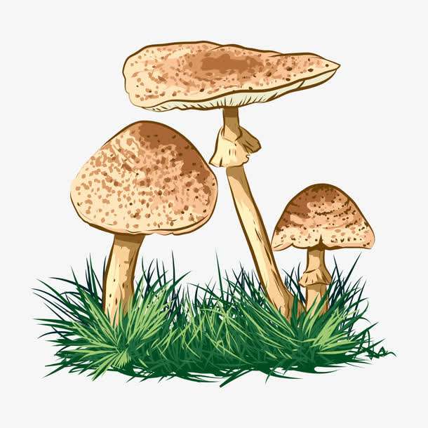 預警:野生菌中毒怎么防?怎么控?怎么辦?